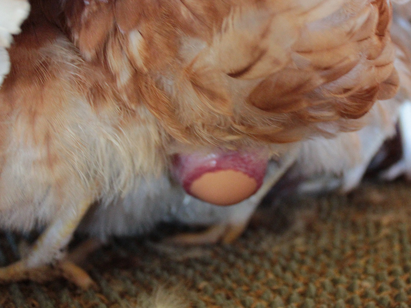鶏はオスがいないのになぜ卵を産めるの つまんでご卵あかね農場