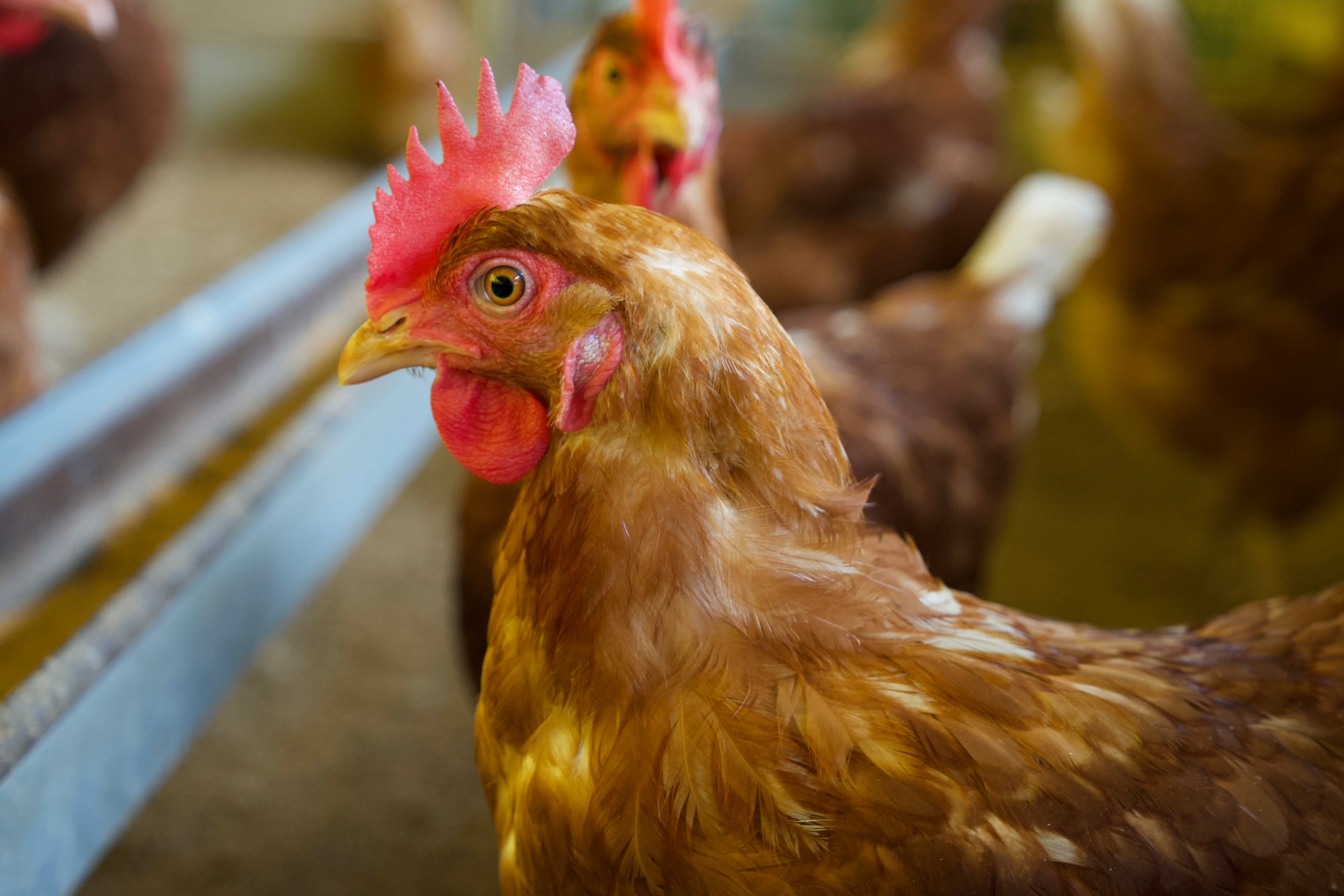 平飼いたまご、あかね農場の鶏