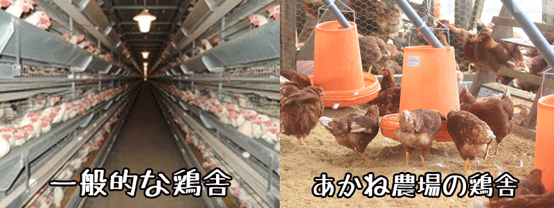 鶏舎の比較