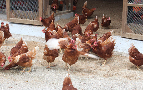 無公害鶏舎で平飼い飼育