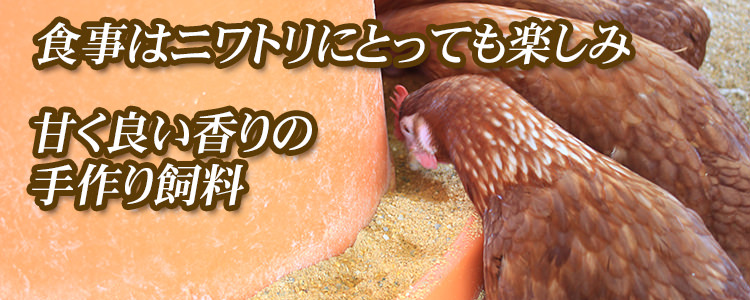 鶏にとっても楽しみな食事は手作り飼料