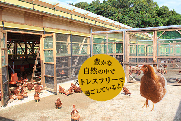 平飼いでストレスフリーの飼育をしています