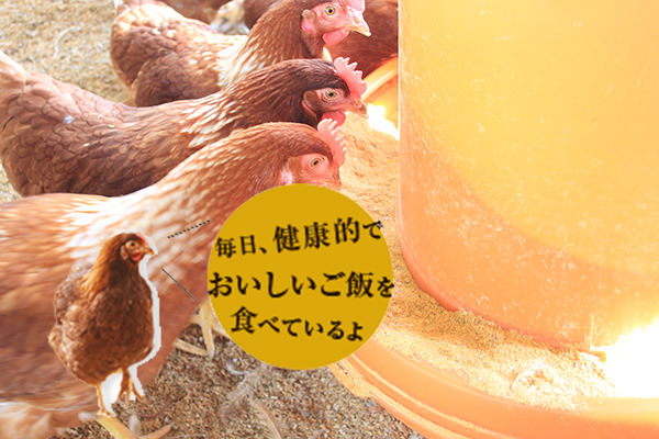 栄養バランスを考えた手作り飼料でしいくしています