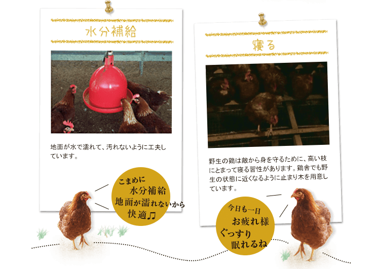 雑種強勢